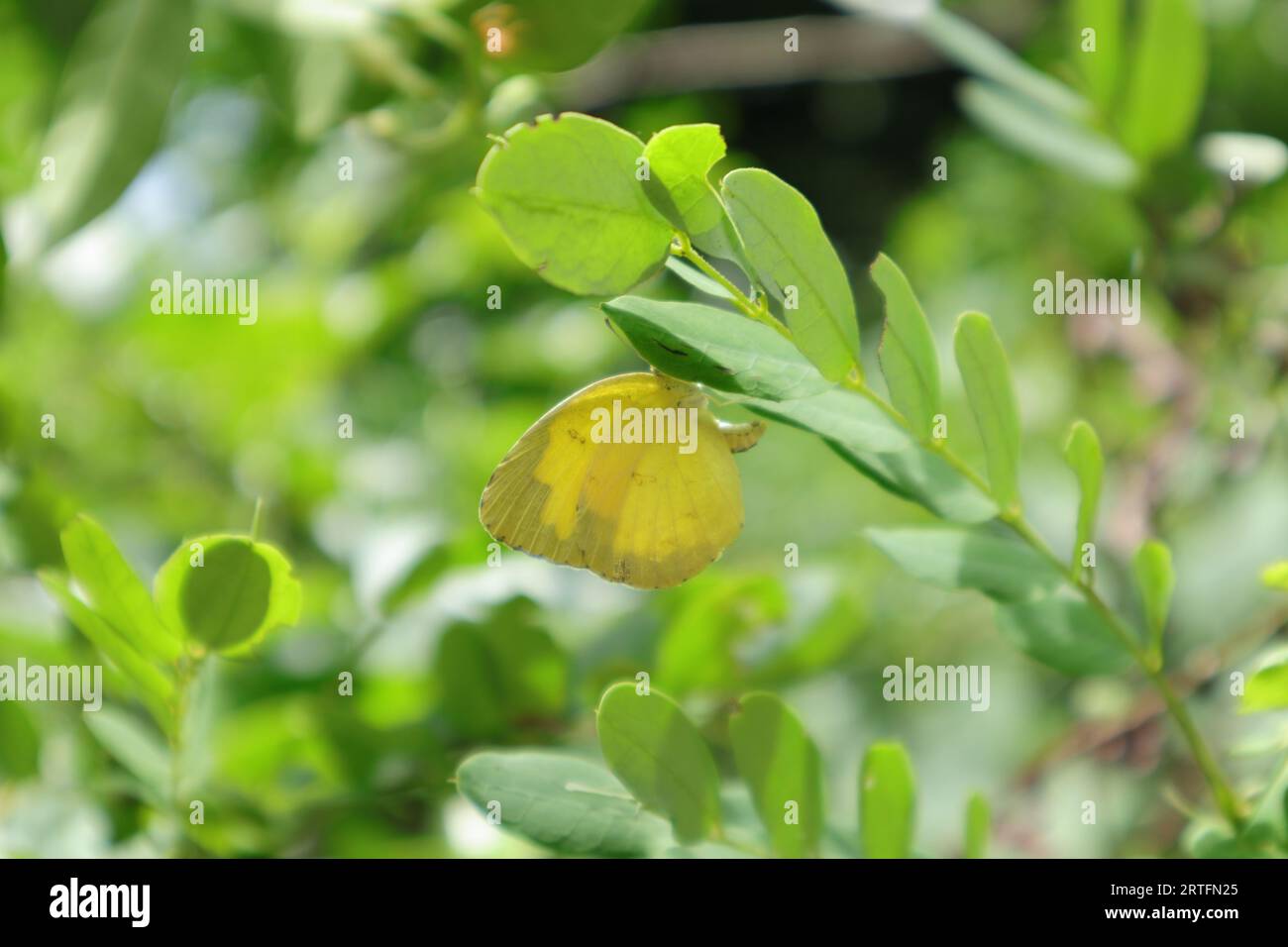 Vista focale morbida di una farfalla gialla d'erba comune che cerca di deporre le uova su una foglia di una pianta di Avaram senna (Senna Auriculata) con in diretta Foto Stock