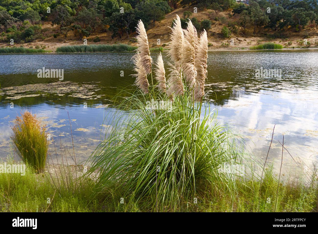 Erba di Pampas accanto al Calero Reservior. Foto Stock