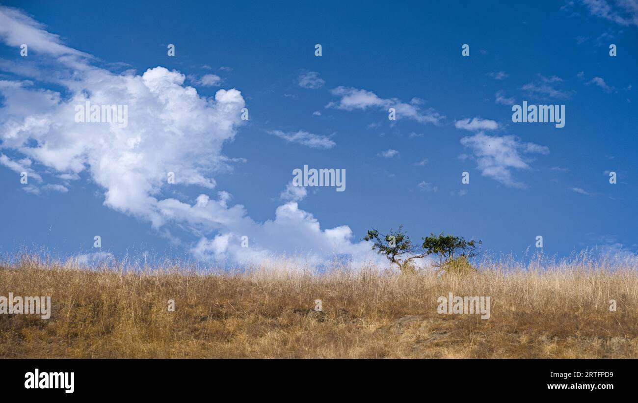 Albero di quercia su prato giallo sotto il cielo blu con nuvole bianche. Foto Stock