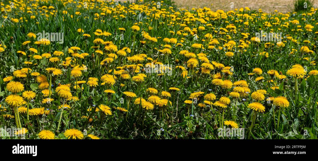 Dente di leone Taraxacum officinale come un muro di fiori, è un pioniere della pianta e di sopravvivenza artista che può prosperare anche su strade di ghiaia. Bel flusso di Taraxacum Foto Stock