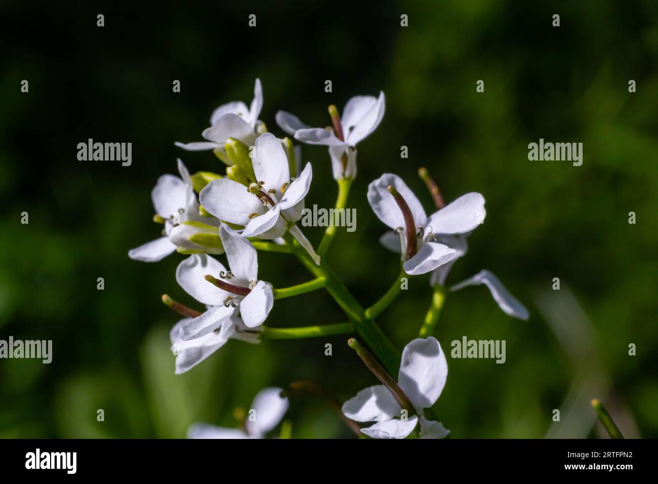 Aglio senape fiori Alliaria petiolata primo piano. L'Alliaria petiolata, o senape all'aglio, è una pianta biennale fiorita della famiglia Brassic Foto Stock