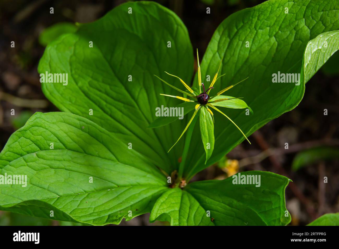 Infiorescenza della quadrifolia parigina a quattro lieviti con il frutto tipico e le quattro foglie disposte intorno ad essa. Foto Stock