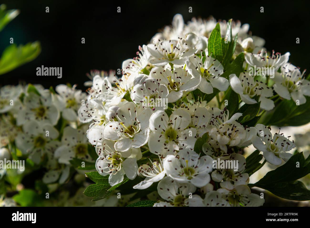 Primo piano di un ramo di biancospino del midland o crataegus laevigata con sfondo sfocato fotografato nel giardino di erbe e piante medicinali. Foto Stock