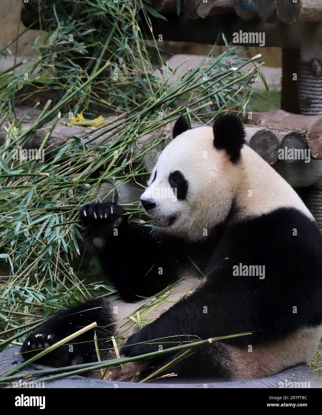 Un primo piano di un gigantesco orso panda che mangia piante di bambù Foto Stock