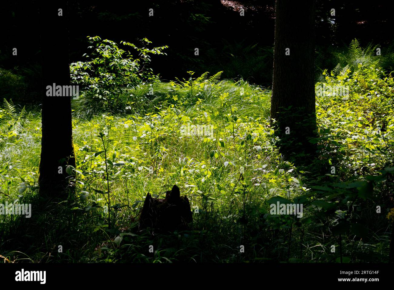 Luce solare brillante in una foresta di schiarimento Foto Stock