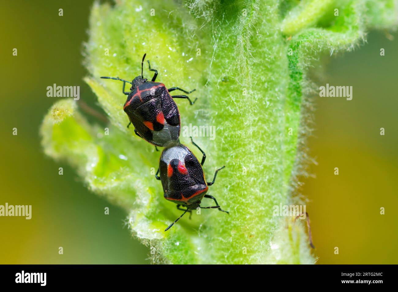Accoppiamenti di Stink Bugs con due pugnalate, Cosmopepla Lintneriana Foto Stock