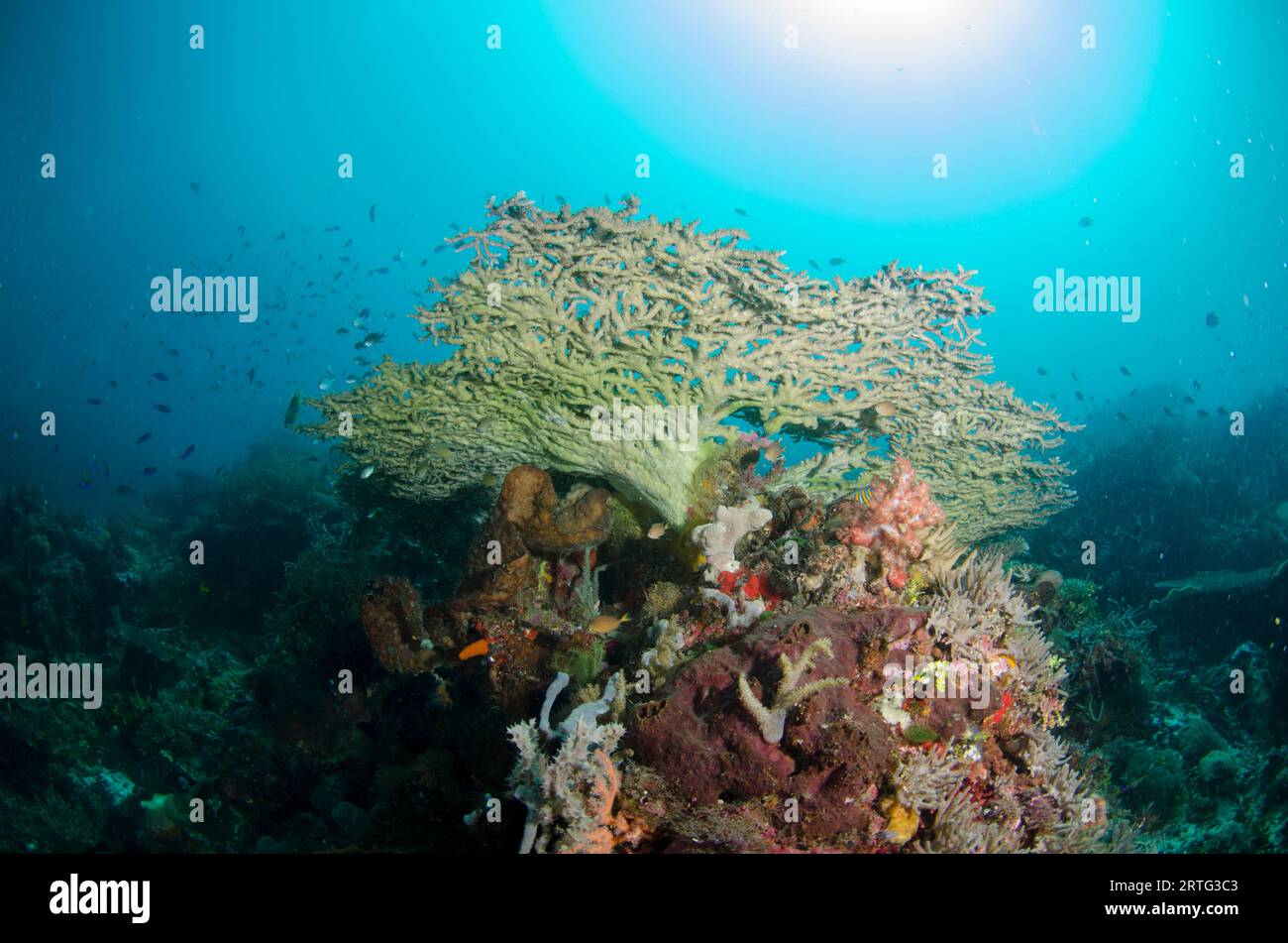 Table Coral, Acropora sp, lato inferiore con sole e pesci sullo sfondo, sito di immersione Outer Reef, isola di Atauro, vicino a Dili, Timor Est Foto Stock