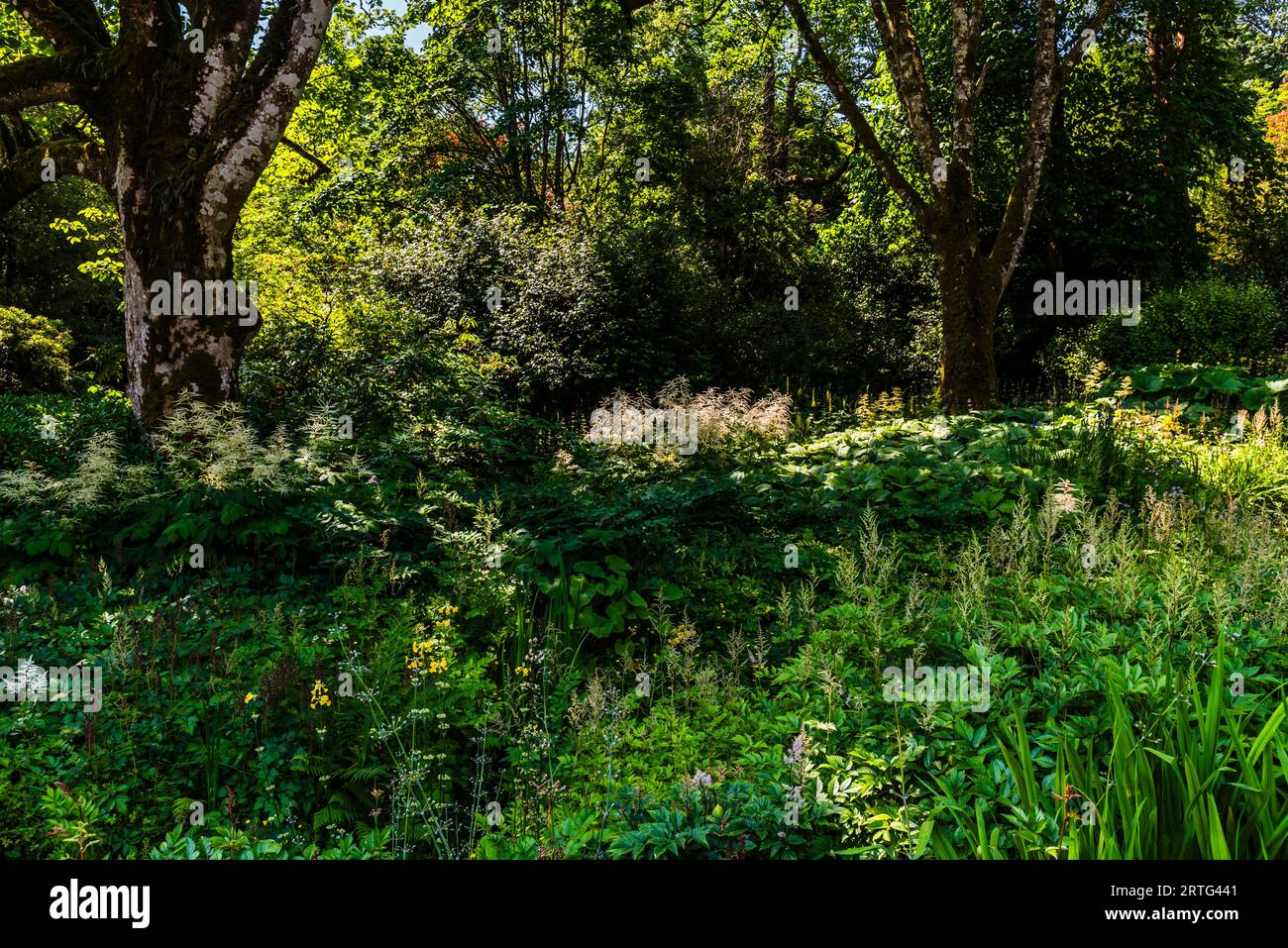 Giardini di vallata boscosi a Lanhydrock, Bodmin, Cornovaglia, Regno Unito Foto Stock