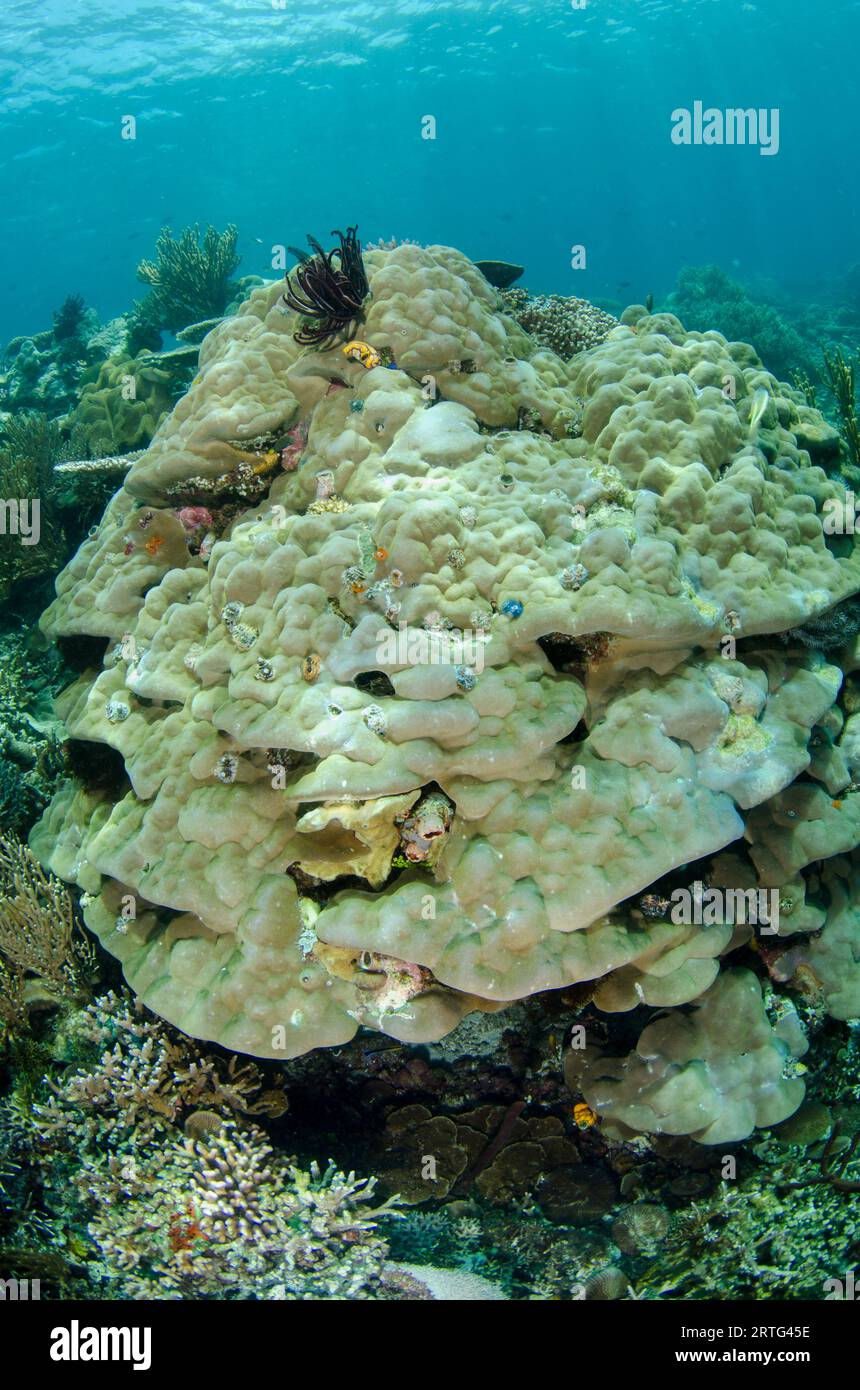 Large Table Coral, Acropora sp, sito di immersione Outer Reef, isola di Atauro, Timor Est Foto Stock