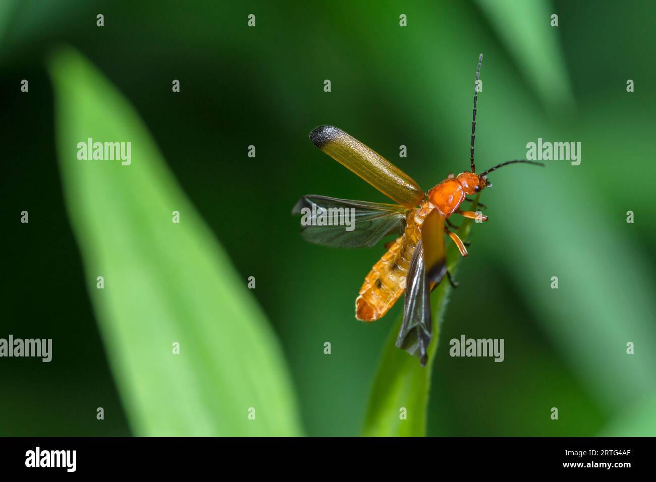 Scarabeo rosso soldato comune con ali aperte, Rhagonycha Fulva Foto Stock