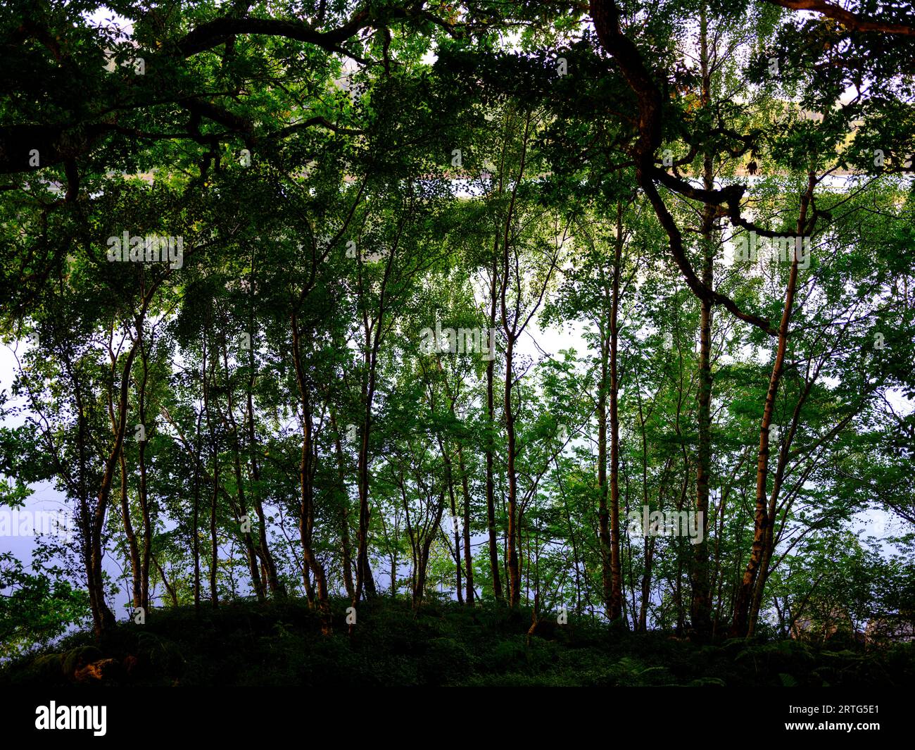 Alberi sul Loch Lochy, Scozia Foto Stock