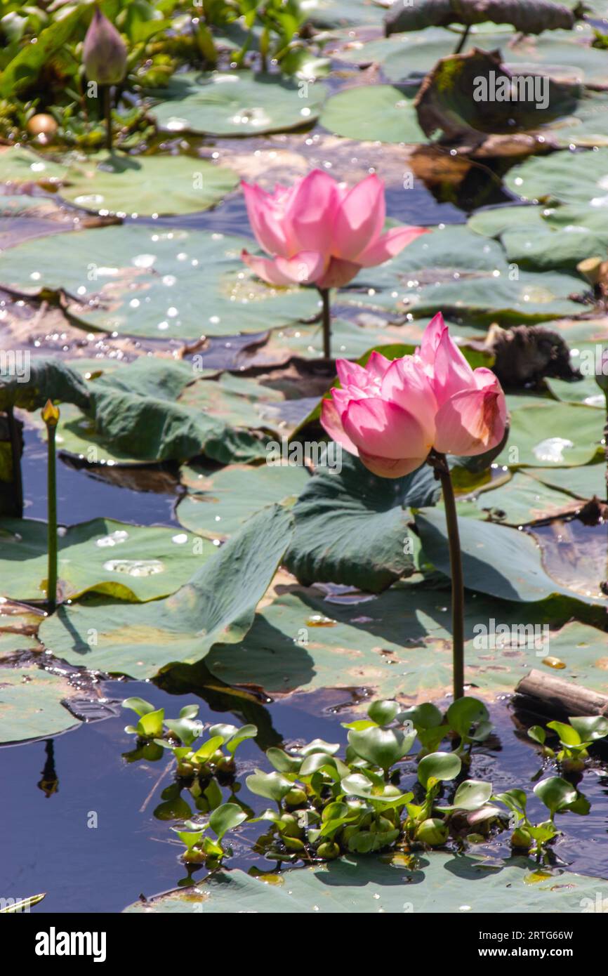 Due lotuse sacre | Loto indiano | Nelumbo Nucifera. La bellezza delle due sacre perdite è catturata nel suo habitat naturale. Foto Stock