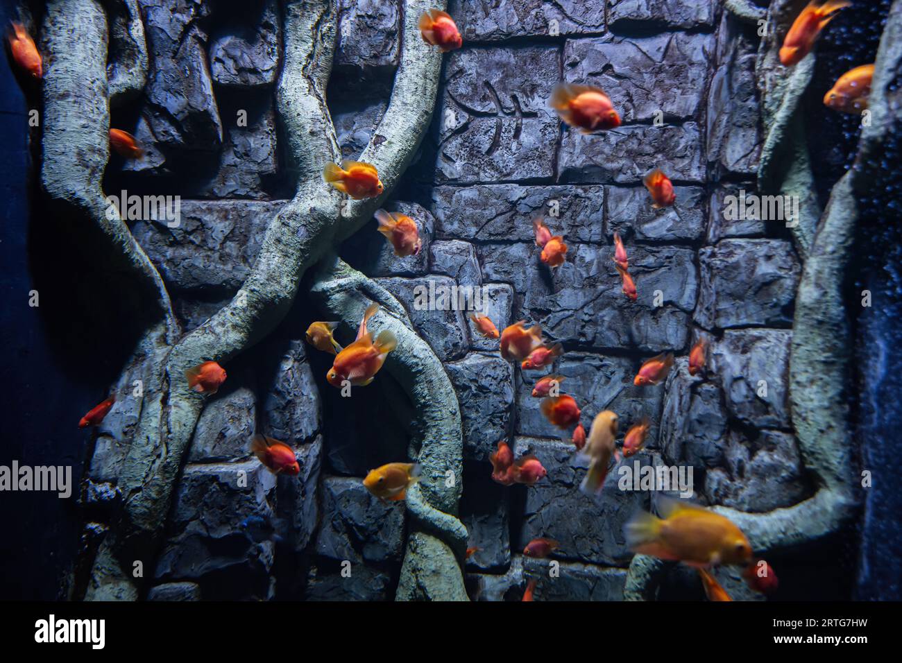 Piccoli pesci rossi nuotano nell'acquario. Foto Stock