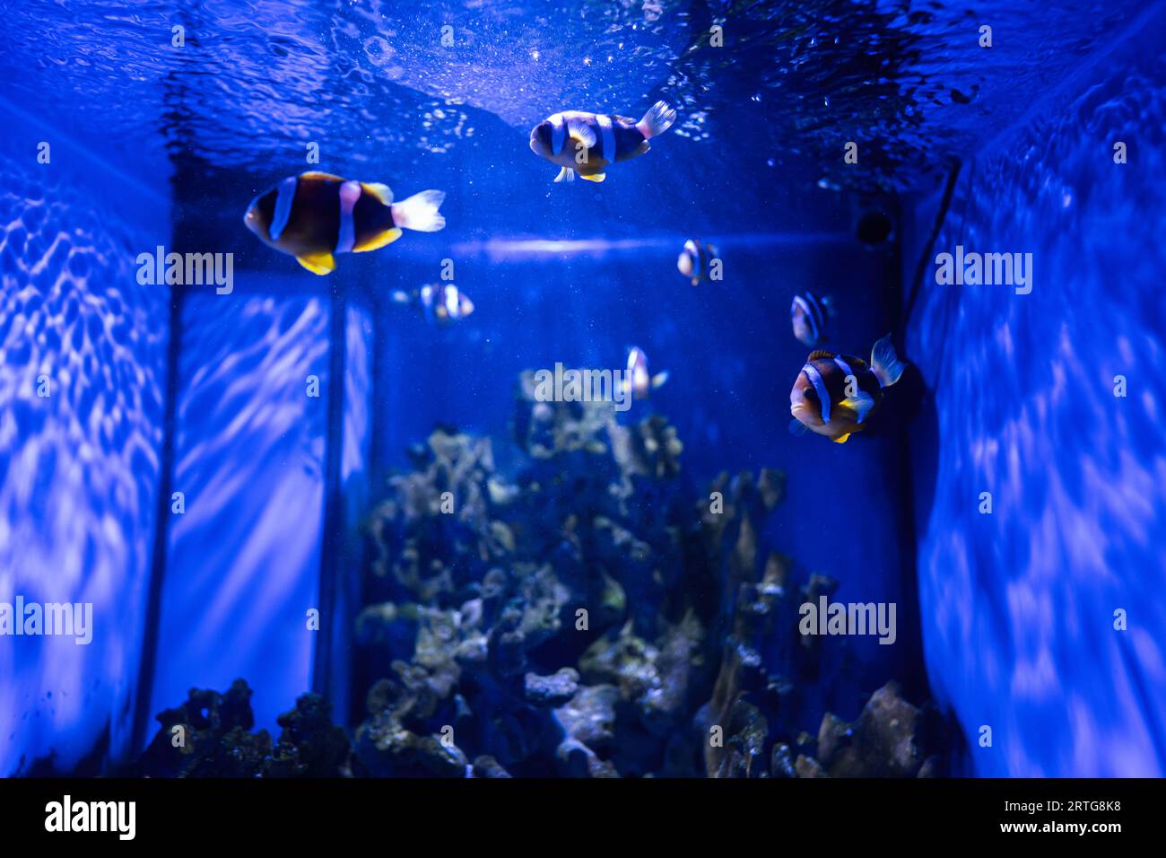 Anemone marino e pesci pagliaccio nell'acquario marino. Foto Stock
