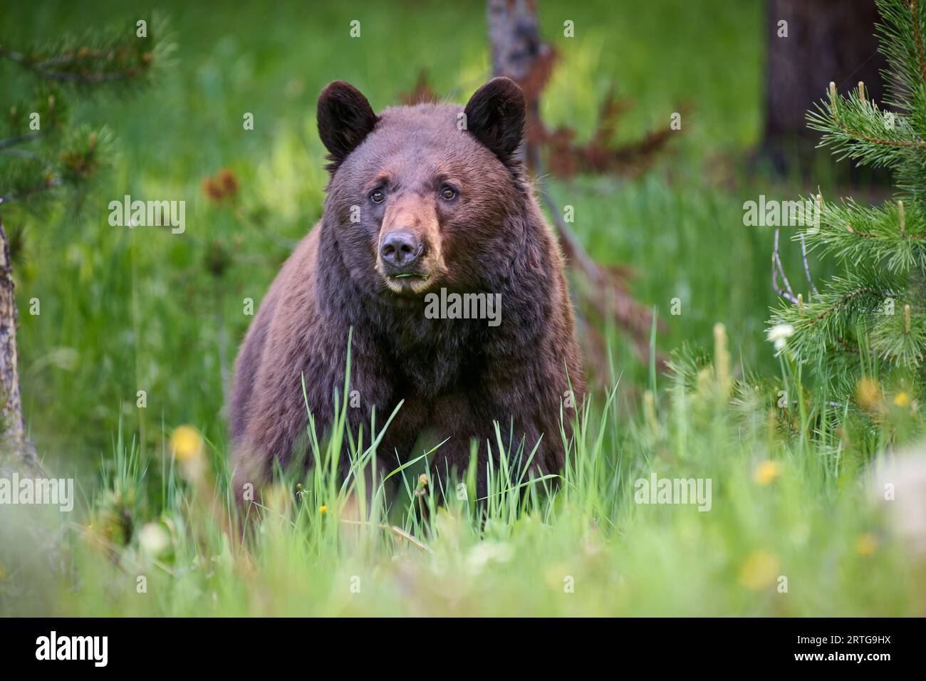 Orso nero cannella che si nutrono di erba, Ursus americanus, parco nazionale di Yellowstone, Wyoming, Stati Uniti d'America Foto Stock