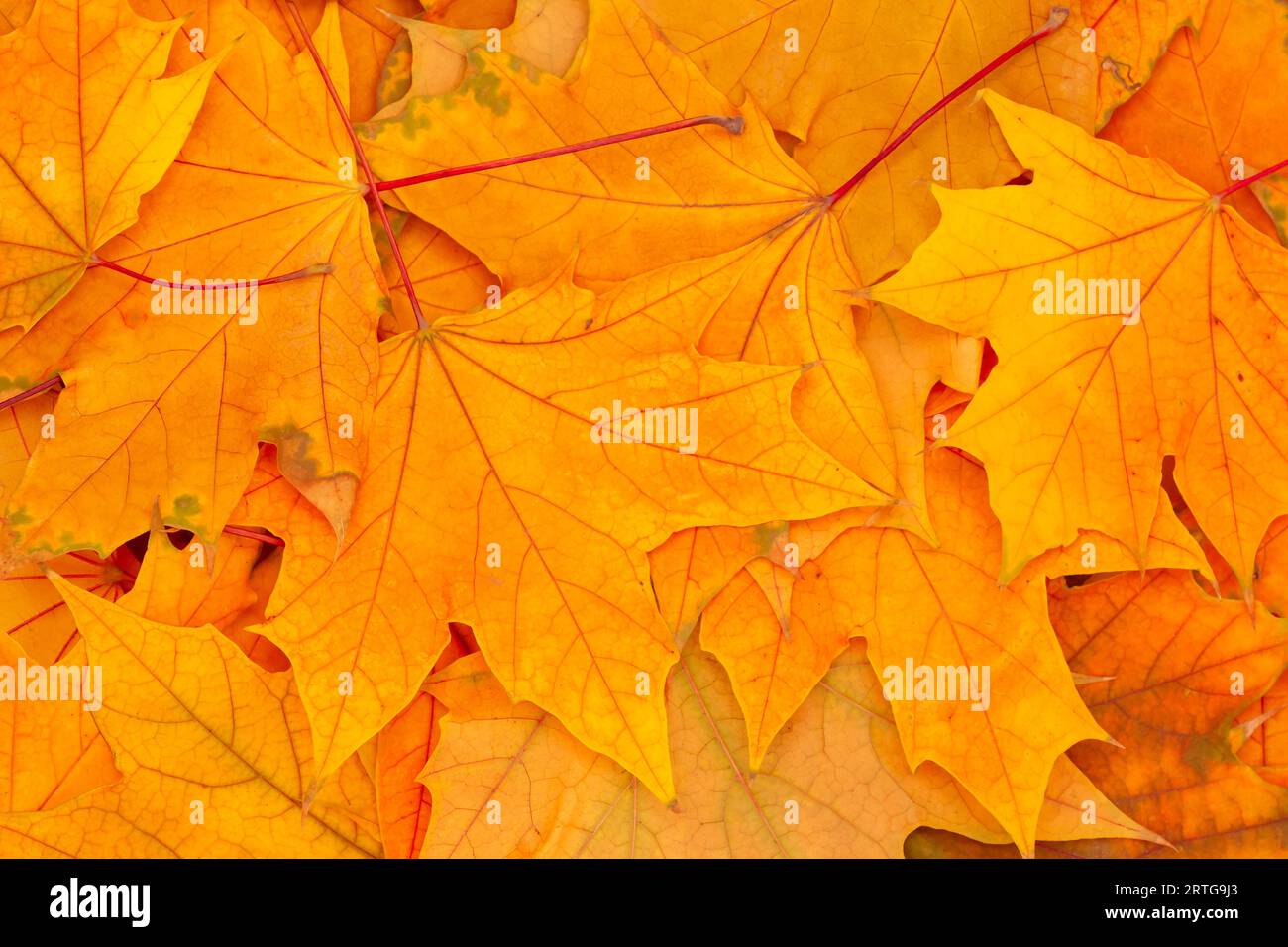 sfondo autunnale astratto: primo piano di un mucchio di foglie secche di acero d'arancio Foto Stock