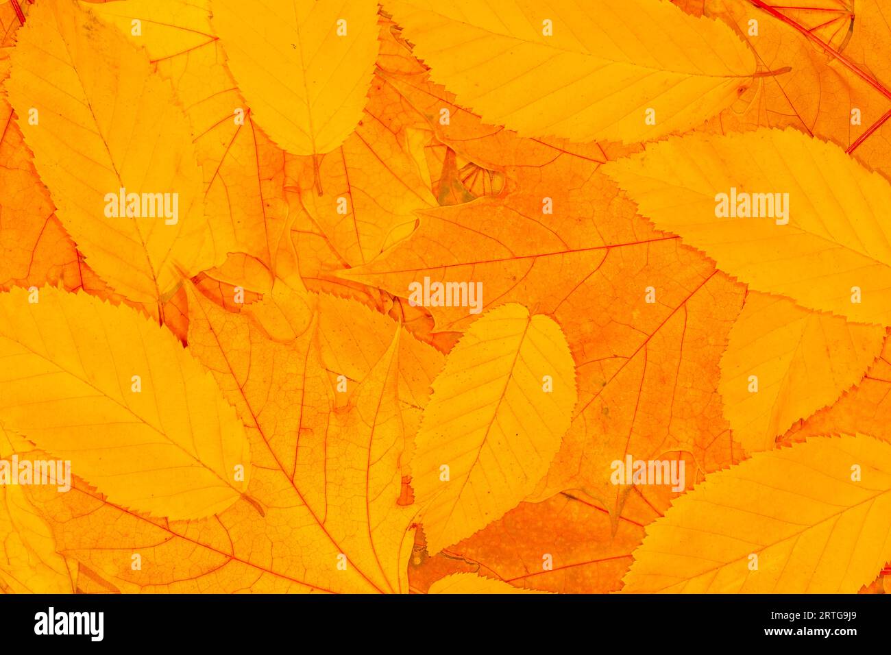 sfondo autunnale astratto: primo piano delle foglie di olmo secco e di acero Foto Stock