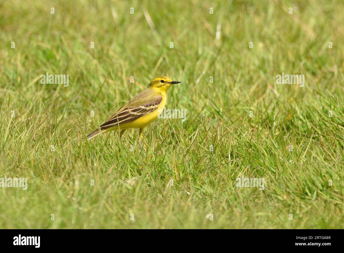 Coda di wagtail gialla che si ripete in un campo agricolo durante la primavera. East Sussex, Inghilterra, Regno Unito. Foto Stock