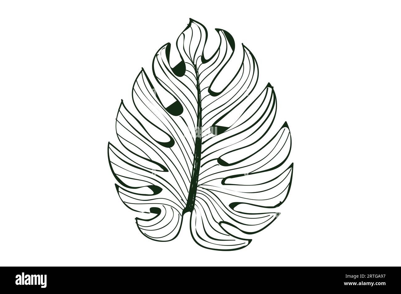 Monstera Leaf line art su sfondo bianco, isolato Foto Stock