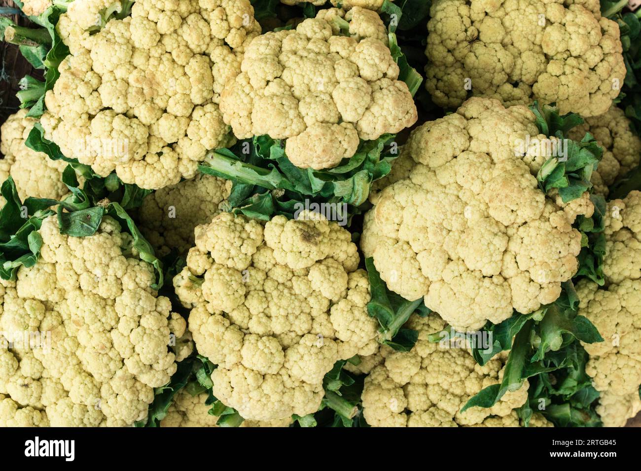 Un gruppo fresco di cavolfiori con foglie verdi, bellissimo cavolfiore con foglie verdi isolate Foto Stock