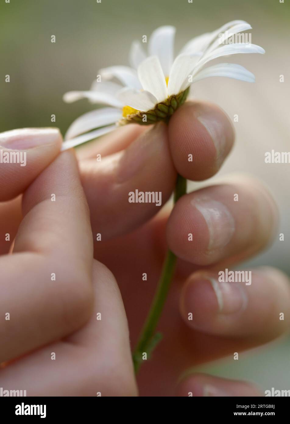 In prossimità di una ragazza mani spiumatura un petalo di una margherita Foto Stock
