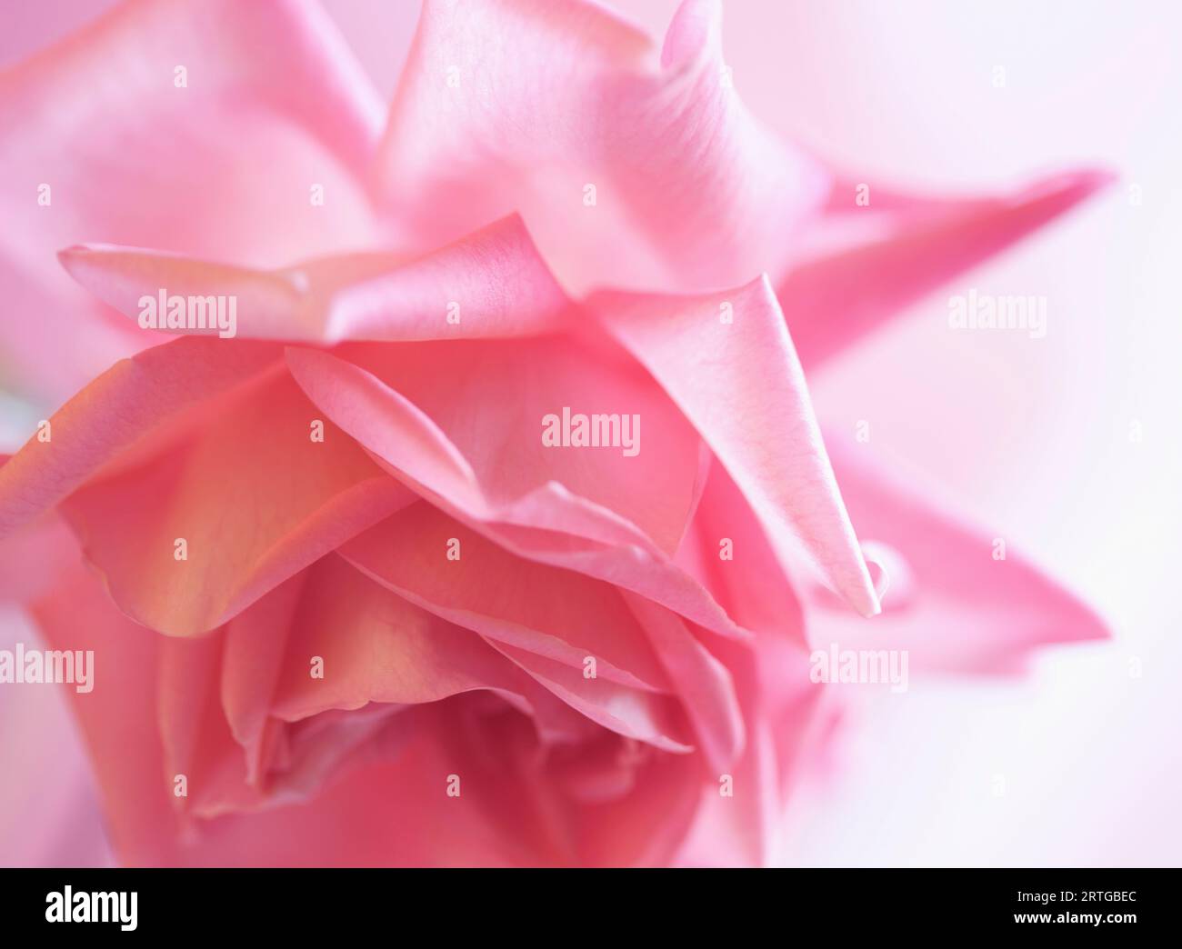 Chiudere su di una rosa colore rosa Foto Stock