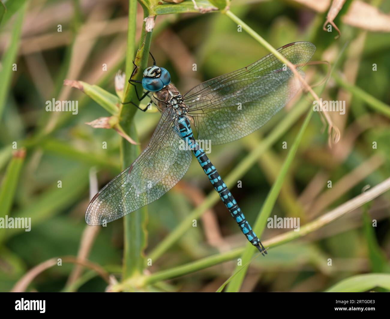 Southern Hawker Dragonfly che riposa su Everlasting Sweetpea Foto Stock