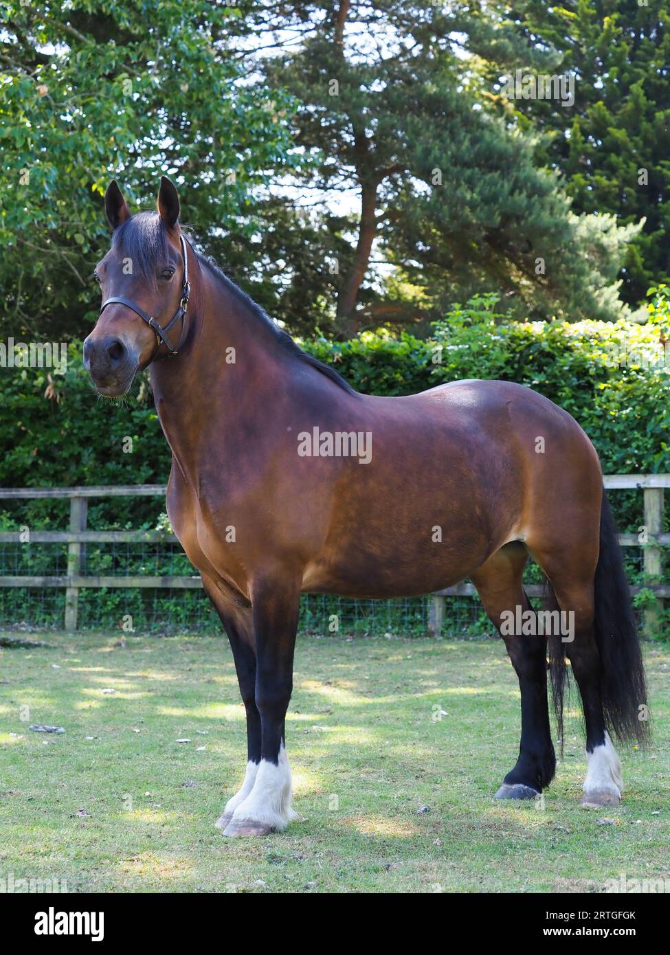 Una splendida baia Welsh Cob si trova in un paddock. Foto Stock