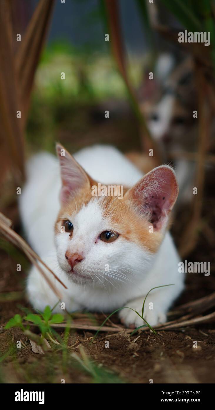 gattino che gioca in giardino, il colore è giallo con una combinazione di bianco sul petto Foto Stock