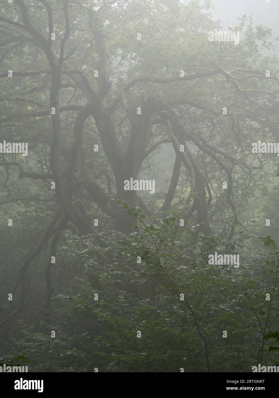 Gli alberi maturi e scolpiti dal vento a Helmeth Wood vicino a Church Stretton, Shropshire, Regno Unito. Foto Stock