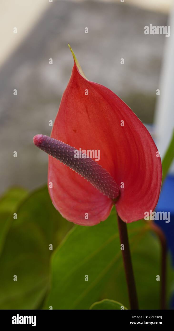 fiore rosso di anthurium andraeanum che fiorisce nel giardino Foto Stock