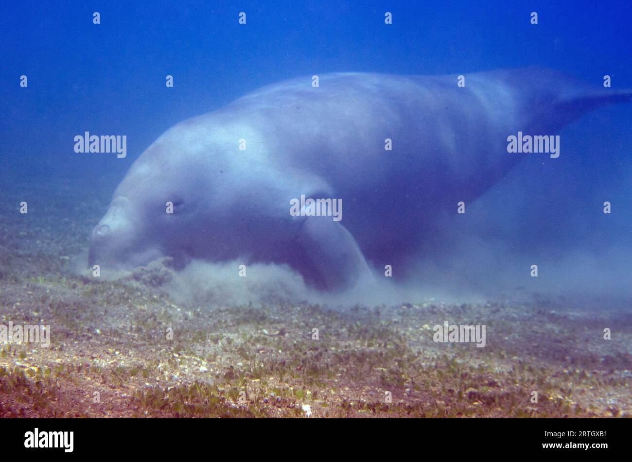 Dugong, dugon di Dugong, classificato come vulnerabile, che si nutre di erba marina, sito di immersione di Tasi Tolu, Dili, Timor Est Foto Stock