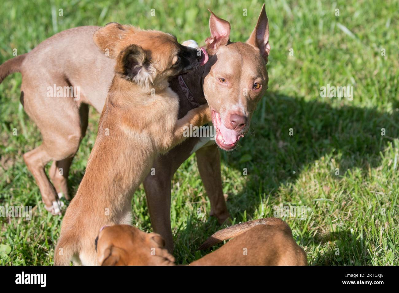 Cuccioli adottivi che giocano il cane adulto Foto Stock