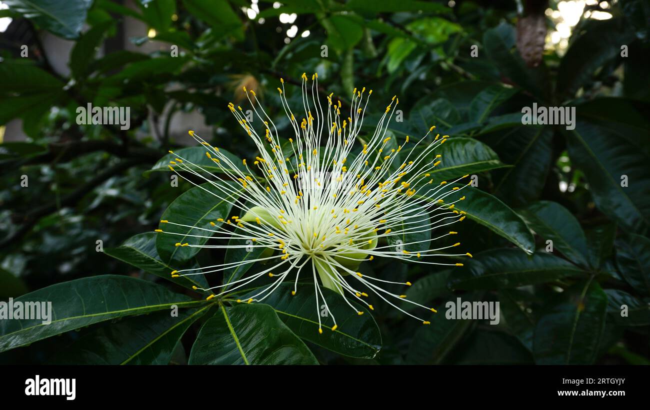 Pachira Aquatica, i fiori fioriscono sull'albero Foto Stock