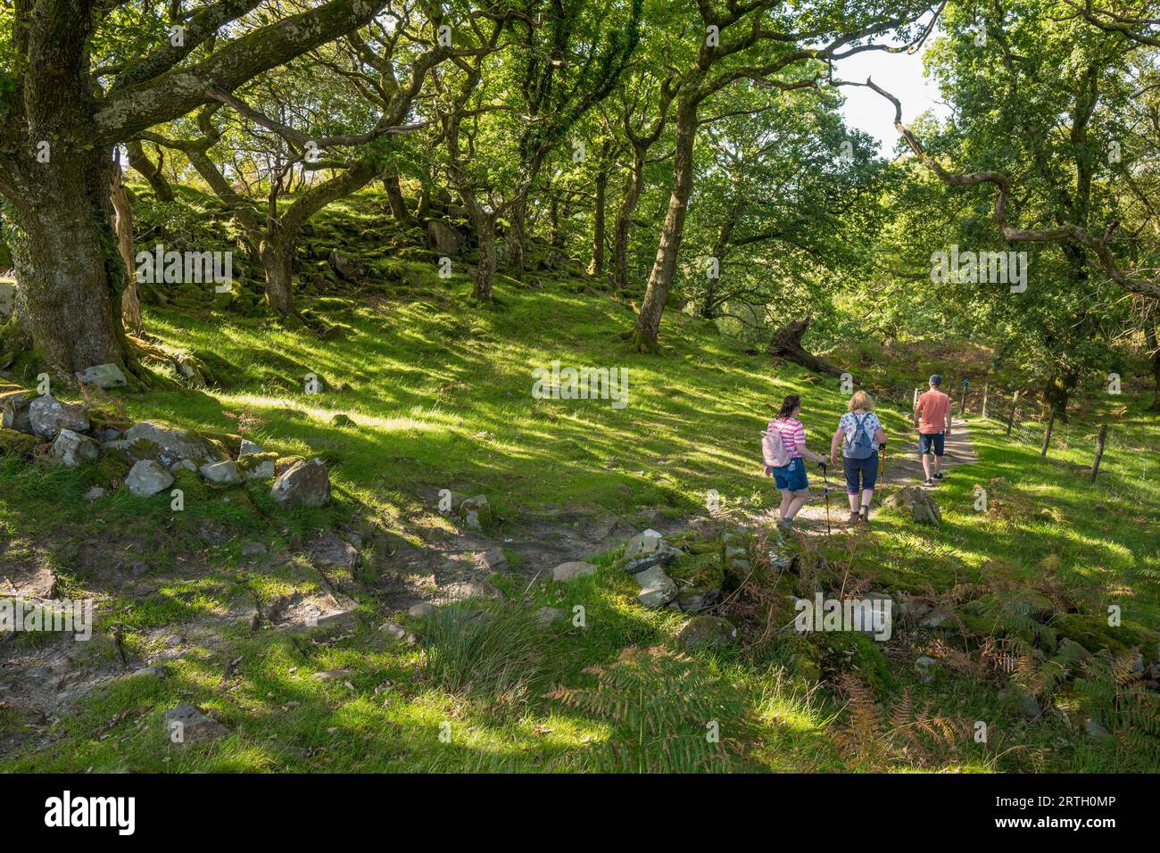 Passeggiata nel bosco presso il fiume Nantcol e la cascata nel Galles del Nord. Foto Stock