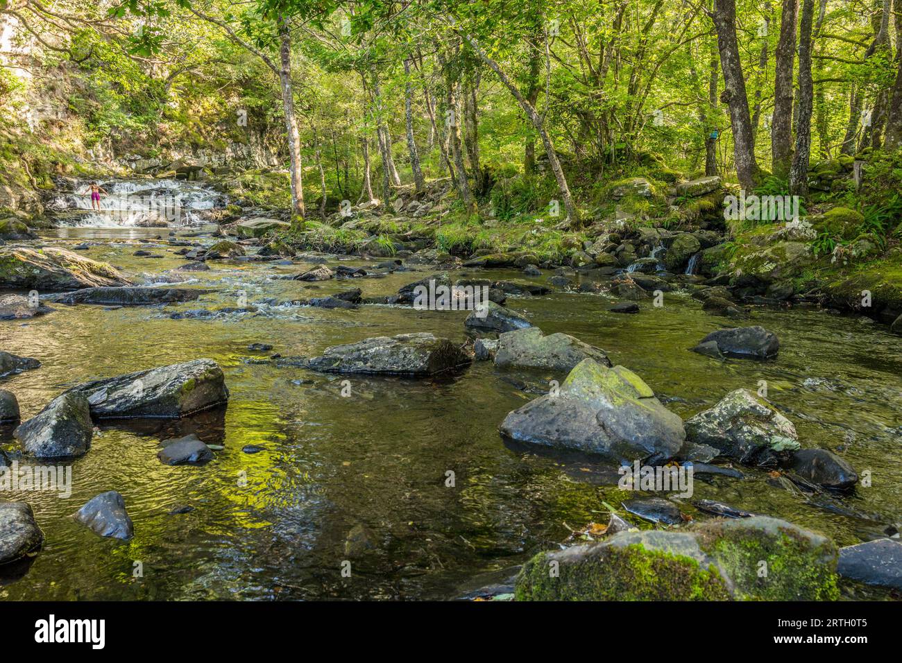 Fiume Nantcol e cascate in un ambiente boschivo. Foto Stock