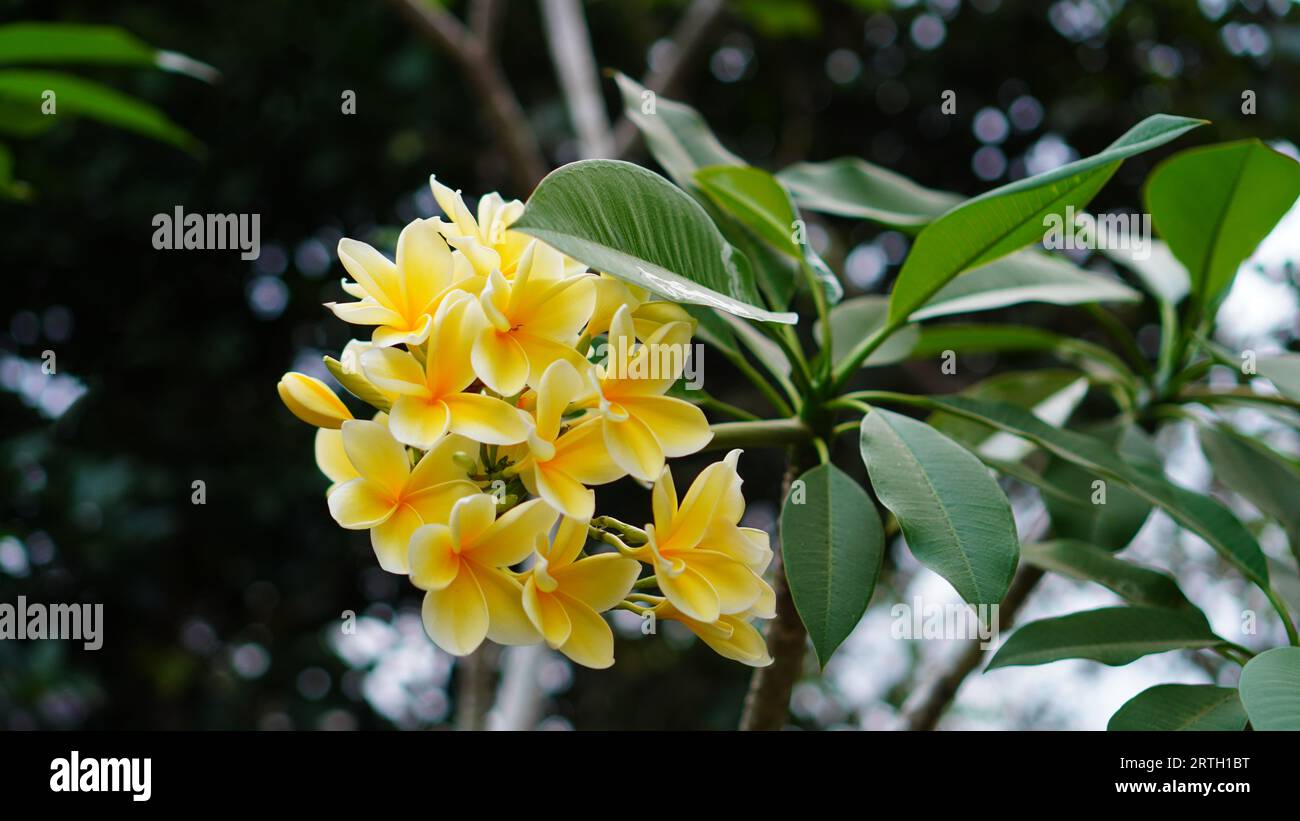 Fioritura di Plumeria acuminata in giardino. I petali di fiori sono gialli e hanno un bordo bianco mentre fioriscono tra le dense foglie verdi. Foto Stock