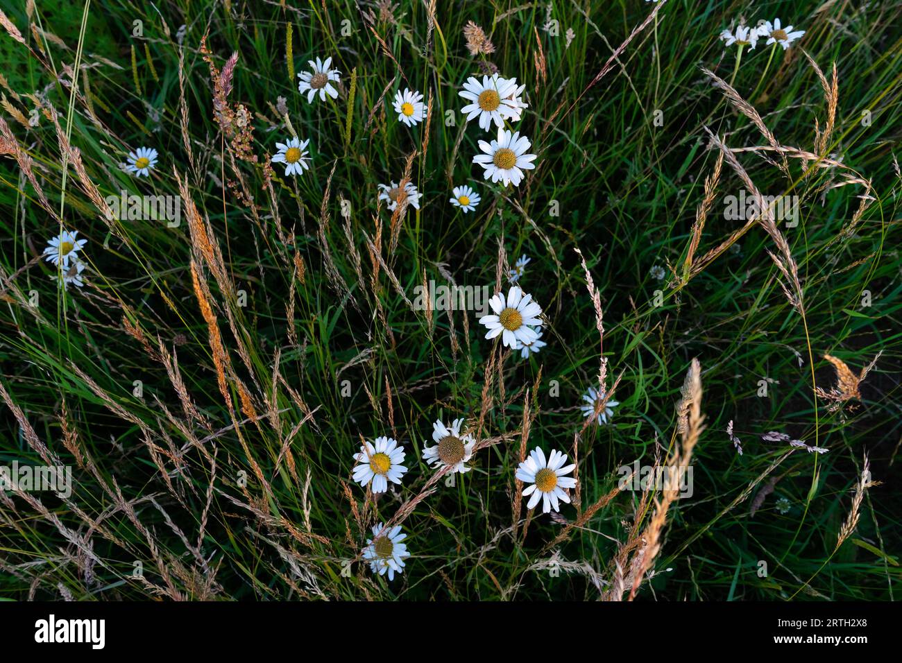 Armonia nella natura: Danze di margherite, grano e erba nella brezza Foto Stock