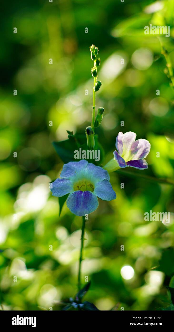 Asystasia gangetica, i fiori stanno fiorendo sull'albero. i petali sono blu biancastro. Foto Stock
