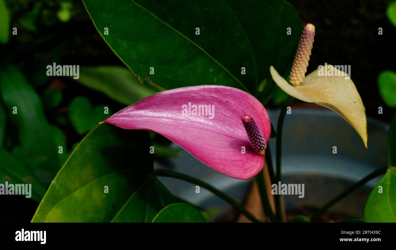Anthurium andraeanum ha un fiore con un singolo petalo, una grande pistola cilindrica che sale verso l'alto Foto Stock