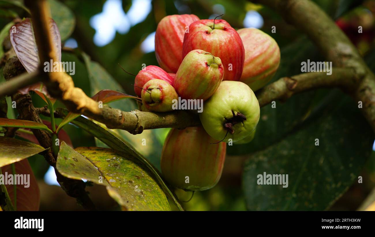 Frutto di mela malese su un albero, di forma ovale, rosso quando quasi maturo e verde brillante quando non maturo. Foto Stock
