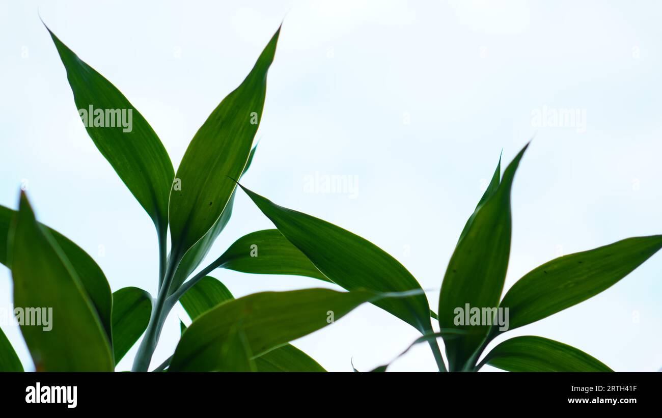 Dracaena sanderiana ha foglie verdi di forma ovale affilate su uno sfondo nuvoloso. Foto Stock