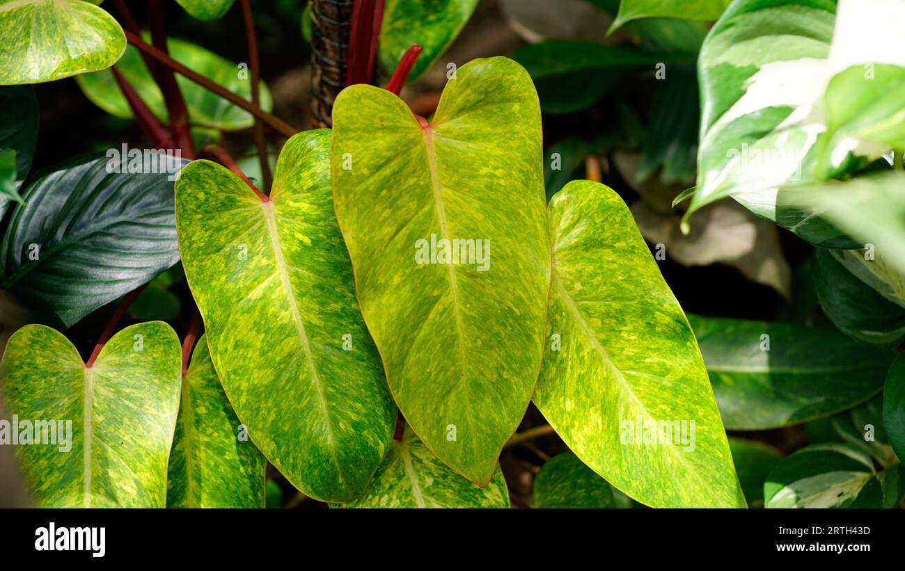 Philodendron erubescens ha lunghe foglie ovali gialle con macchie verdi e una superficie lucida delle foglie. Foto Stock