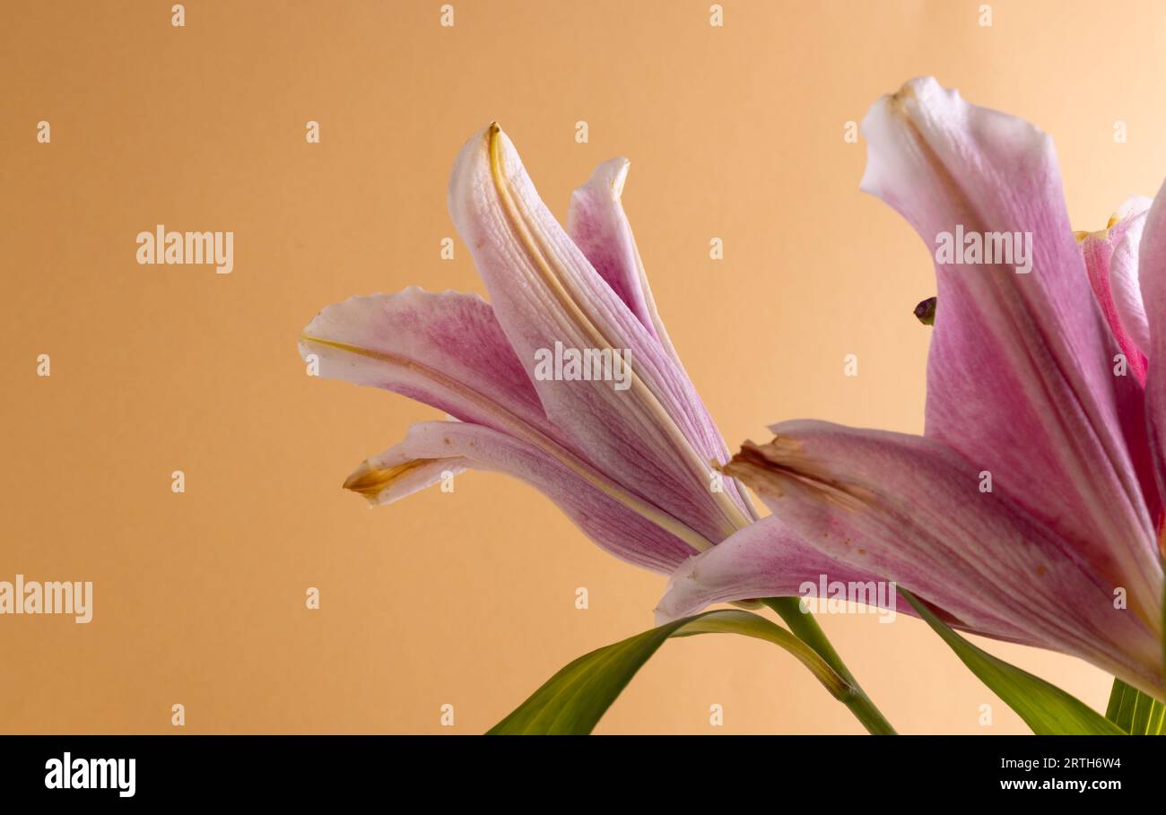 Fiori di gigli rosa e spazio di copia su sfondo arancione Foto Stock