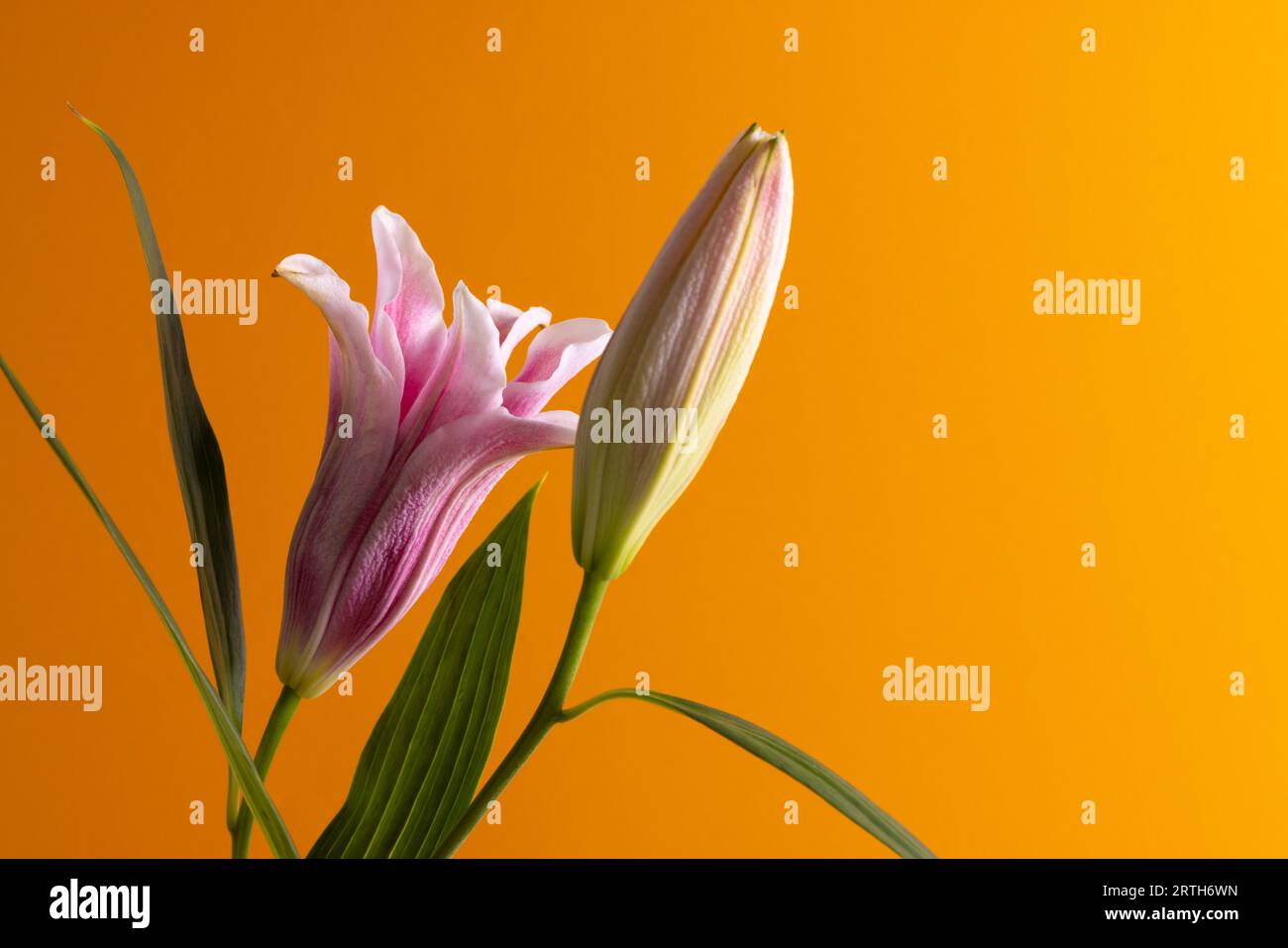 Fiori di gigli rosa e spazio di copia su sfondo arancione Foto Stock