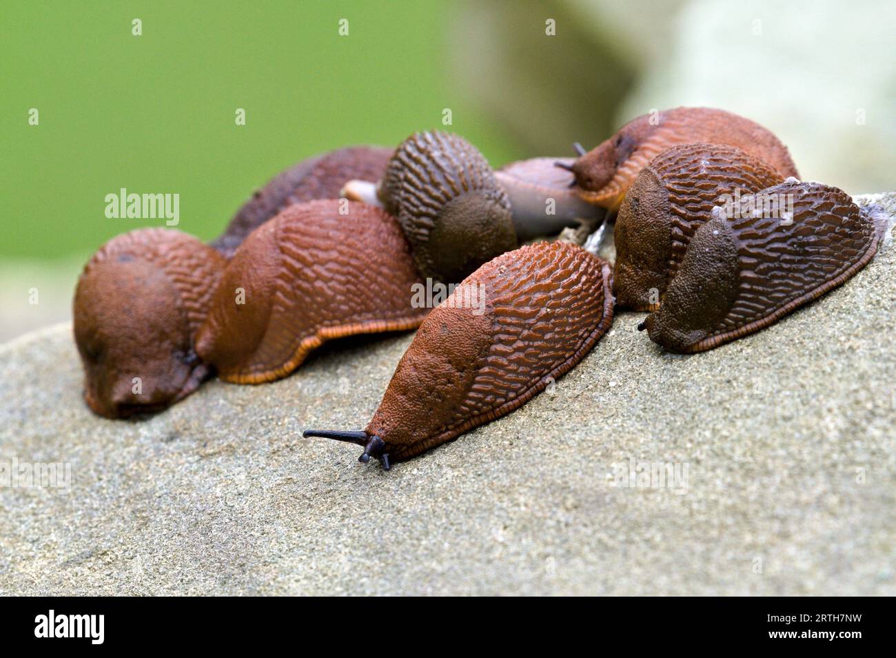 Arion Vulgaris alias Spanish Slug. L'animale più invadente d'Europa e il più grande nemico di ogni giardiniere. Natura della repubblica Ceca. Foto Stock
