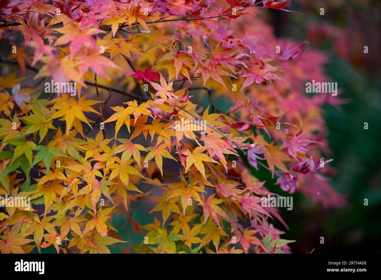 Bellissime foglie autunnali diventate rosse in autunno in Giappone Foto Stock