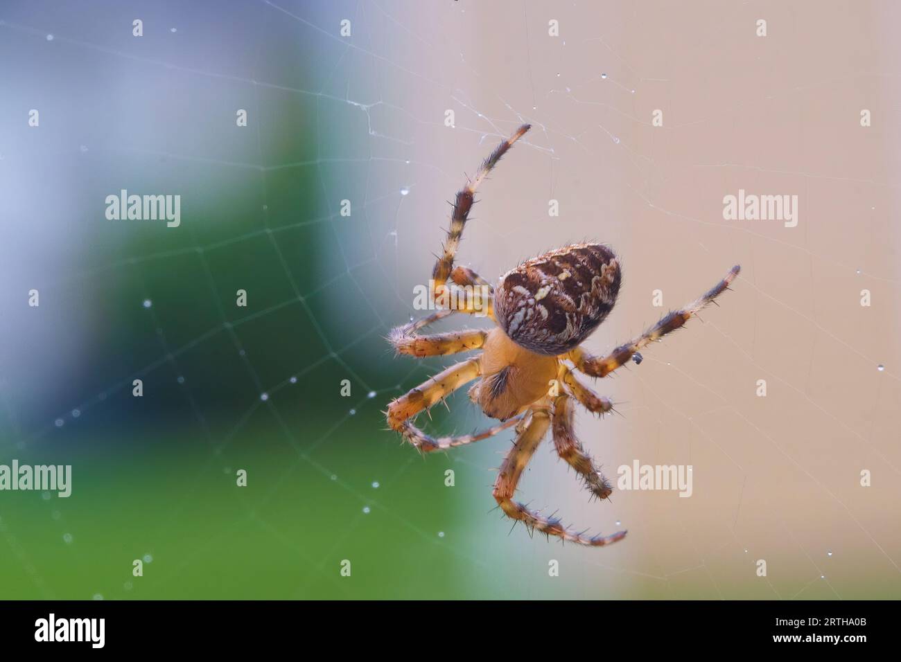 European Garden Spider, Araneus diamedatus, siede pazientemente nella sua rete a forma di sfera in attesa di prede. Foto Stock