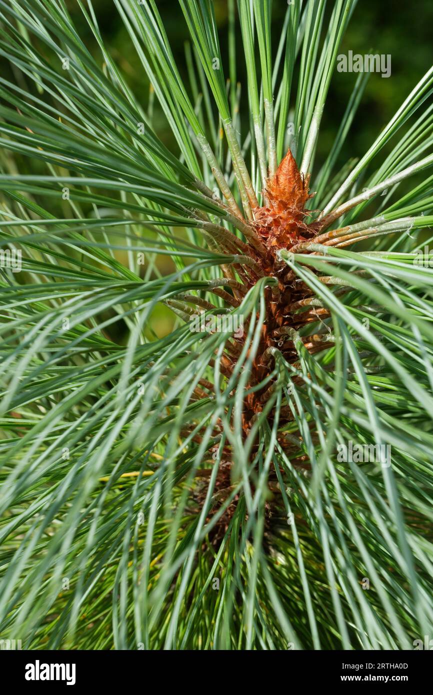 Pinus Montezuma Sheffield Park, pino messicano, Montezuma Pine, Ocote, primo piano degli aghi Foto Stock