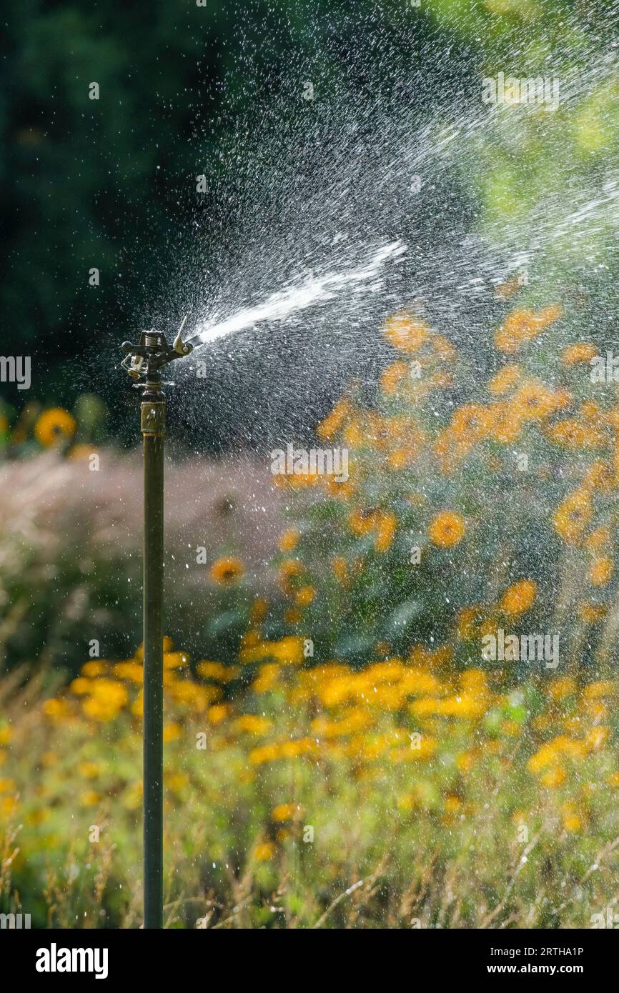 Utilizzo di un irrigatore da giardino a montaggio fisso per innaffiare un giardino a fine estate Foto Stock